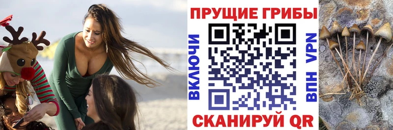 закладка  сайты даркнета официальный сайт  Псилоцибиновые грибы мухоморы  Нижнеудинск 